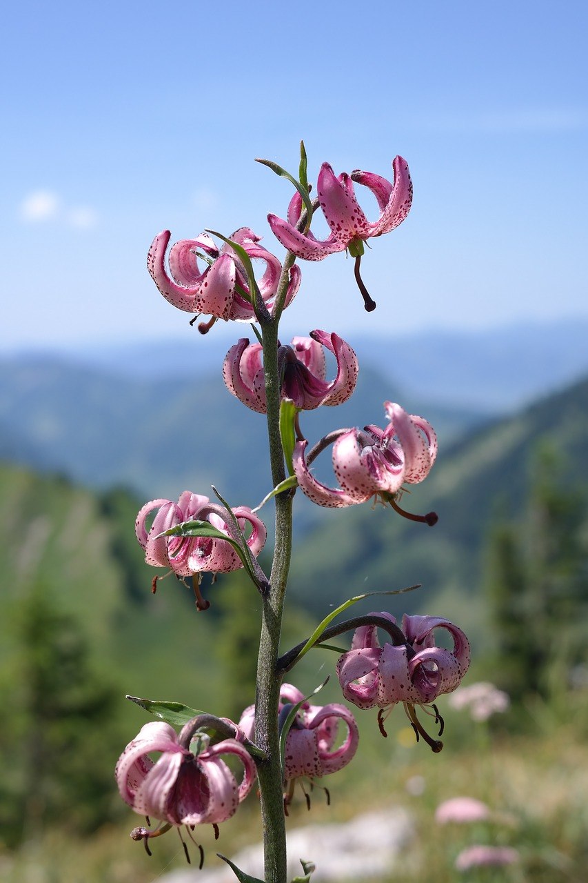 Лилия мартагон Арабиан Найт