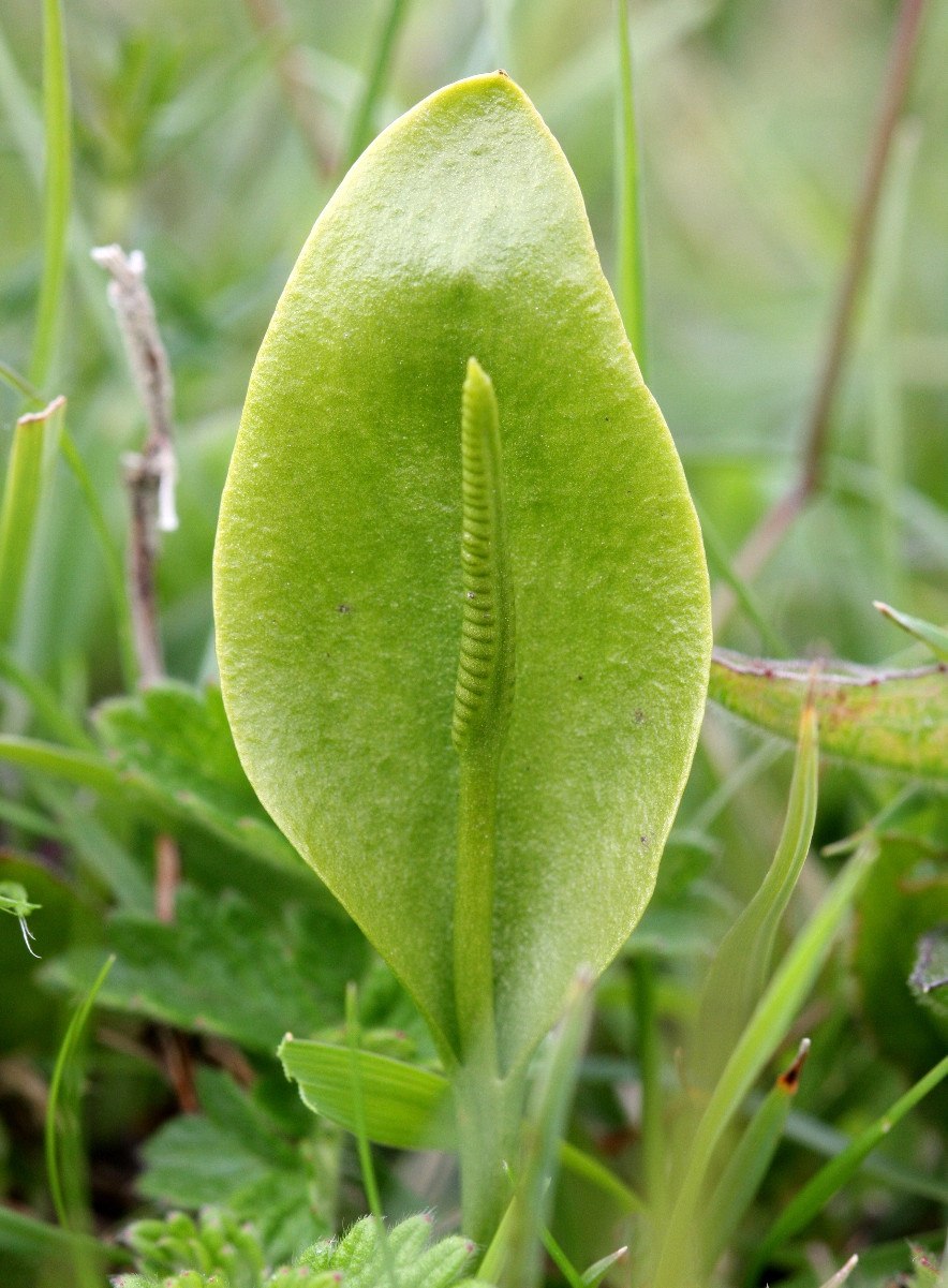 Ужовник обыкновенный (Ophioglossum vulgatum)