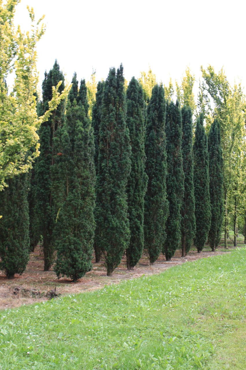 Taxus baccata Spiral