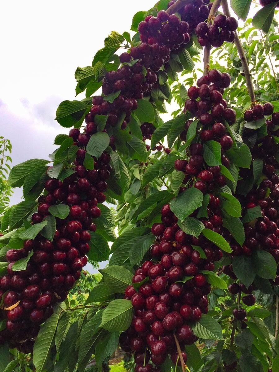 Слива колоновидная