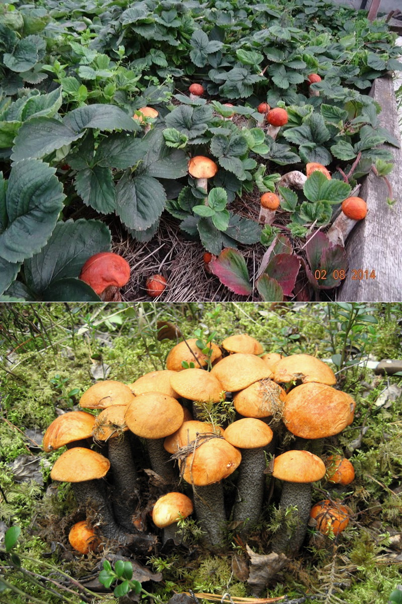 Грибы на даче