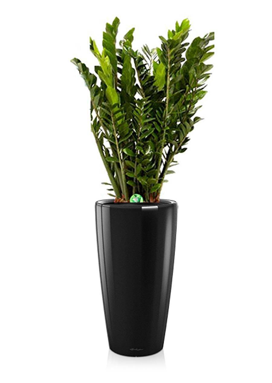 Замиокулькас Лечуза