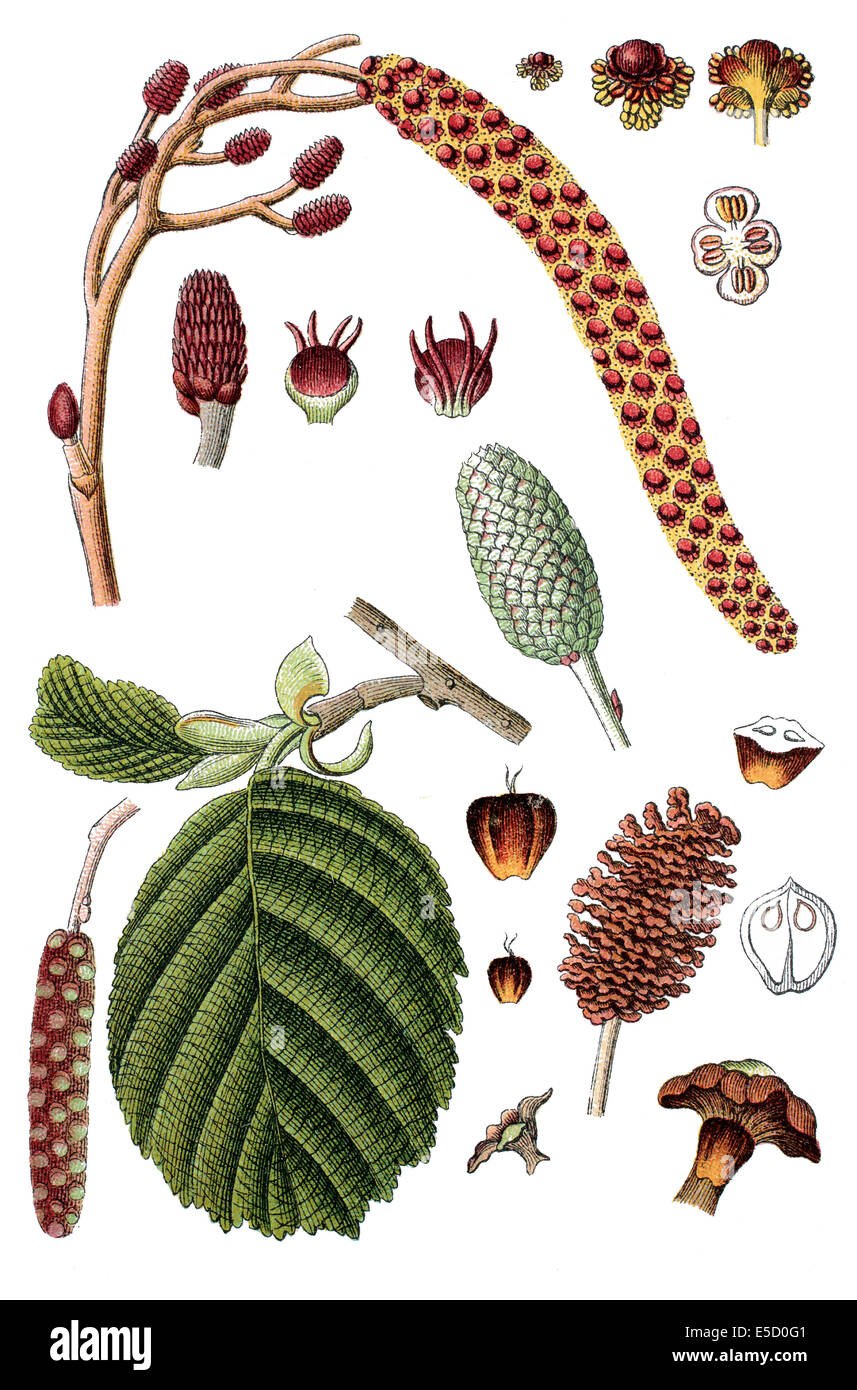 Детский рисунок ольха с сережками