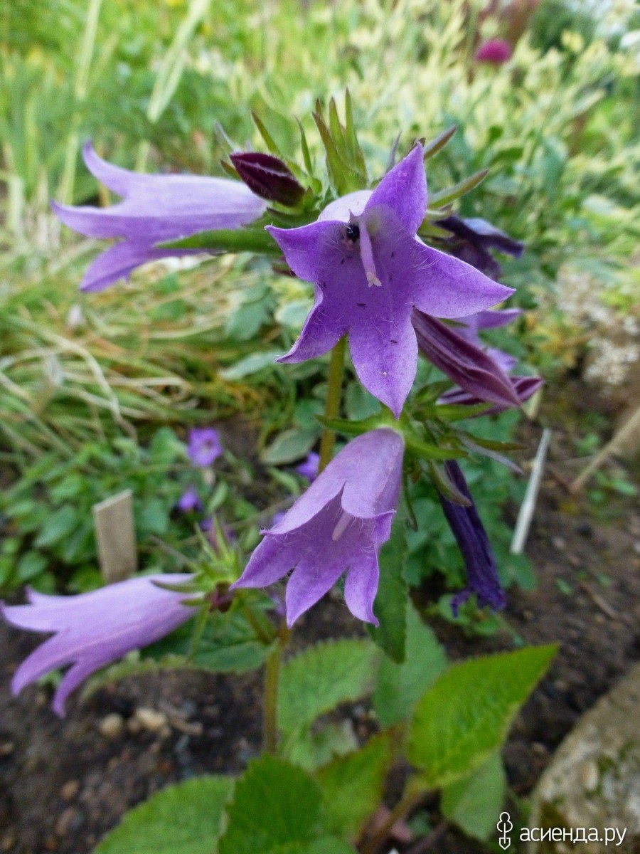 Колокольчик трансильванский