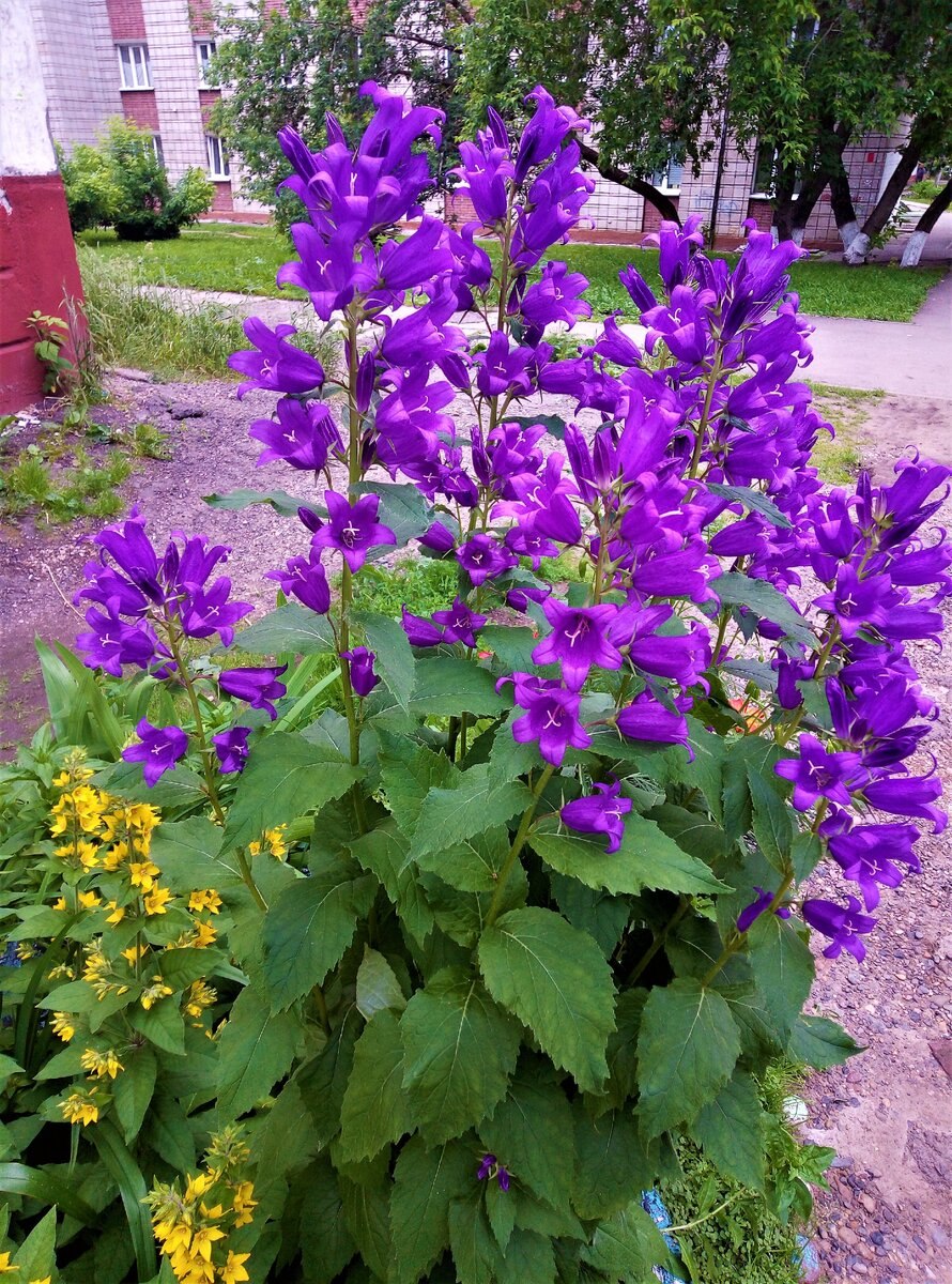 Колокольчик крапиволистный Campanula trachelium