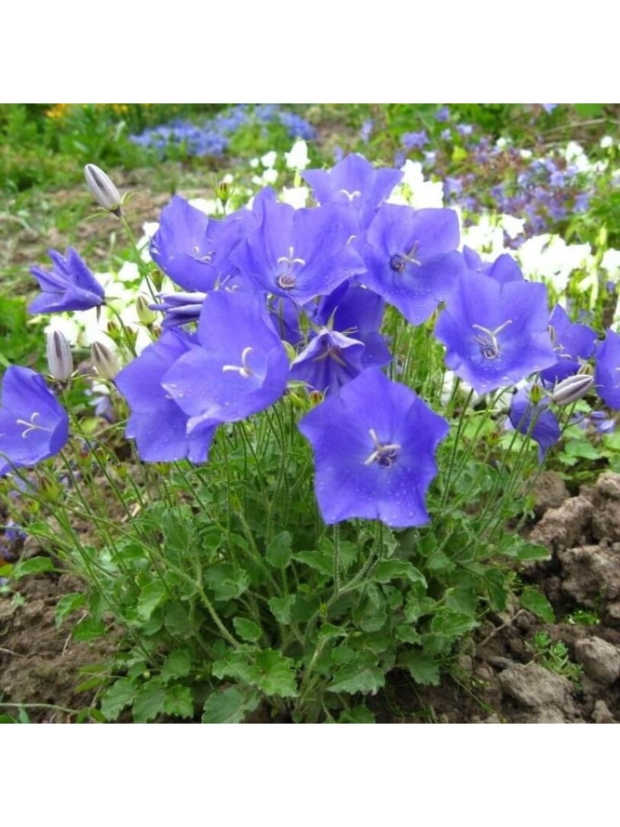 Колокольчик Латифолия Альба