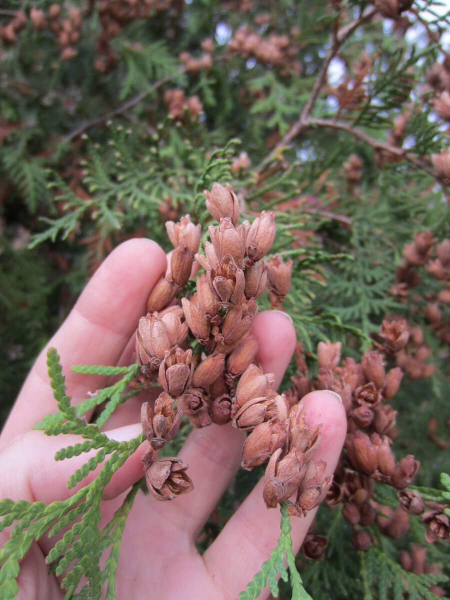 Мелисса можжевельник