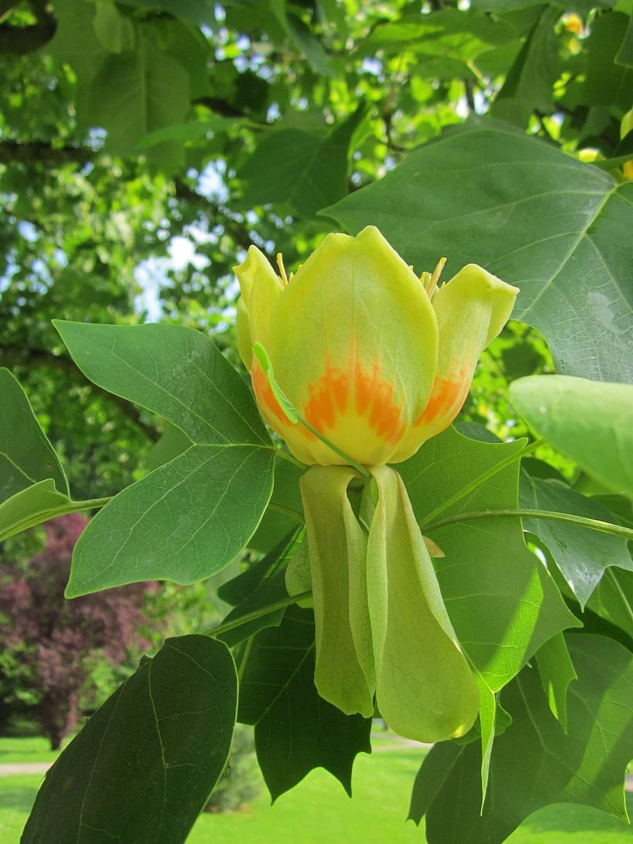 Лириодендрон тюльпанный (Liriodendron tulipifera)