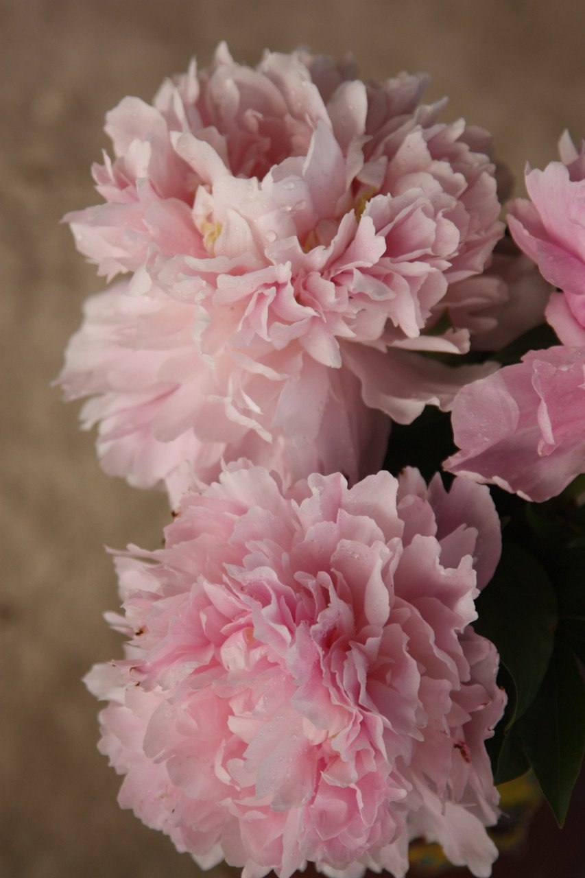 Chiffon parfait пион