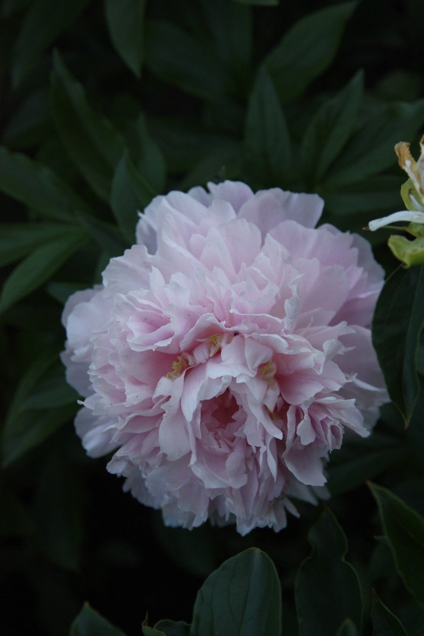 Пион травянистый: шифон Парфайт