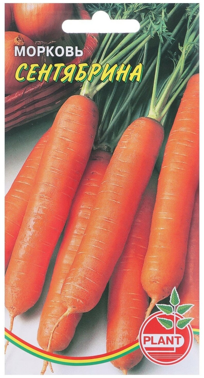 Морковь сорта Берликум Роял