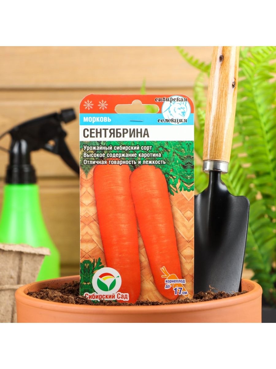 Семена хризантемы Умка