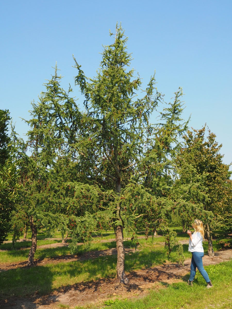 Лиственница Ларикс Диана