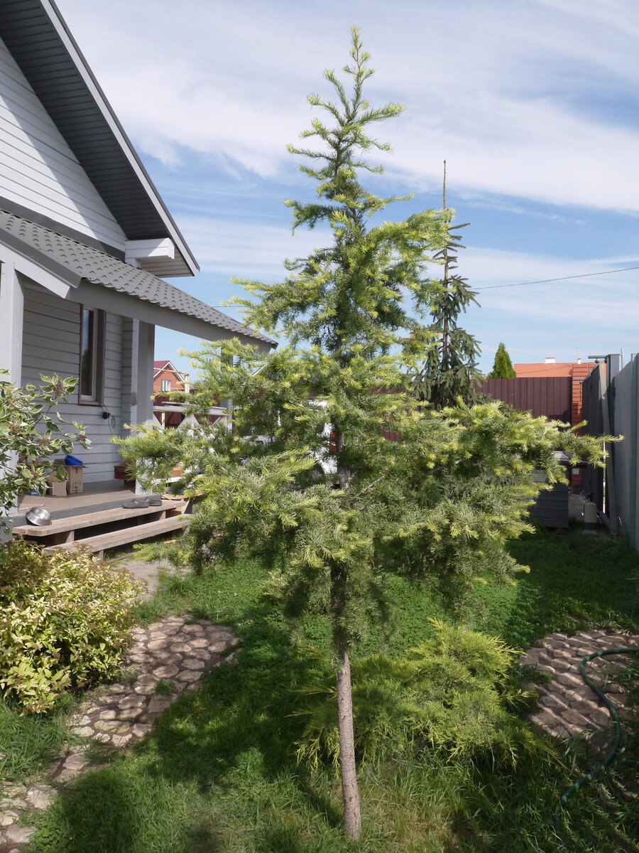 Лиственница Кемпфера Диана