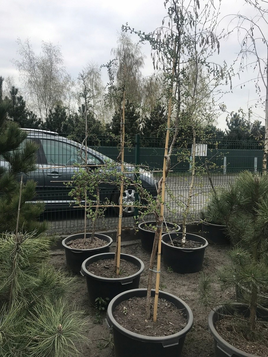 Лиственница диана