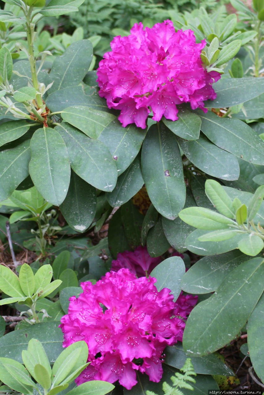 Рододендрон Смирнова