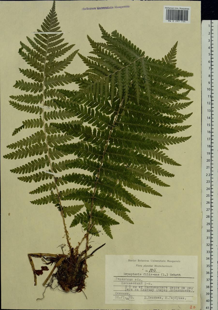 Щитовник мужской dryopteris filix-mas