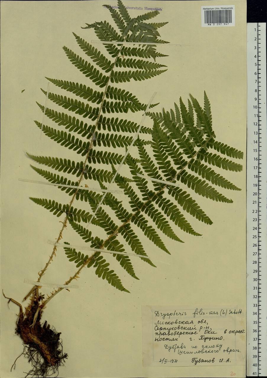 Мужской папоротник (Щитовник мужской) dryopteris filix-mas l. Schott