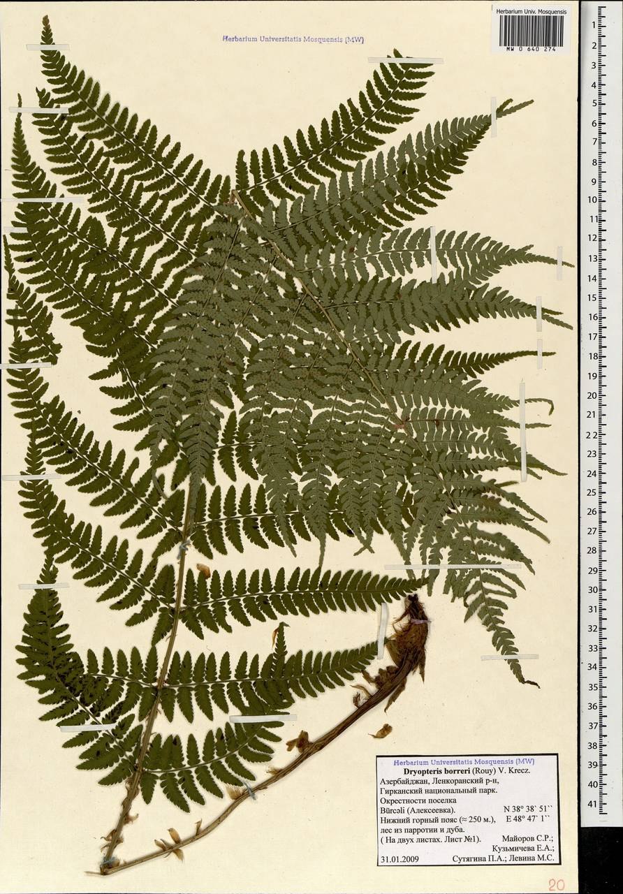 Щитовник мужской лиственница