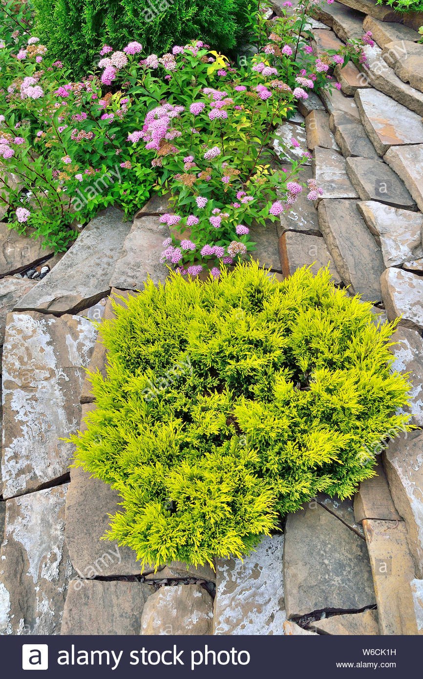 Туя Голден Смарагд