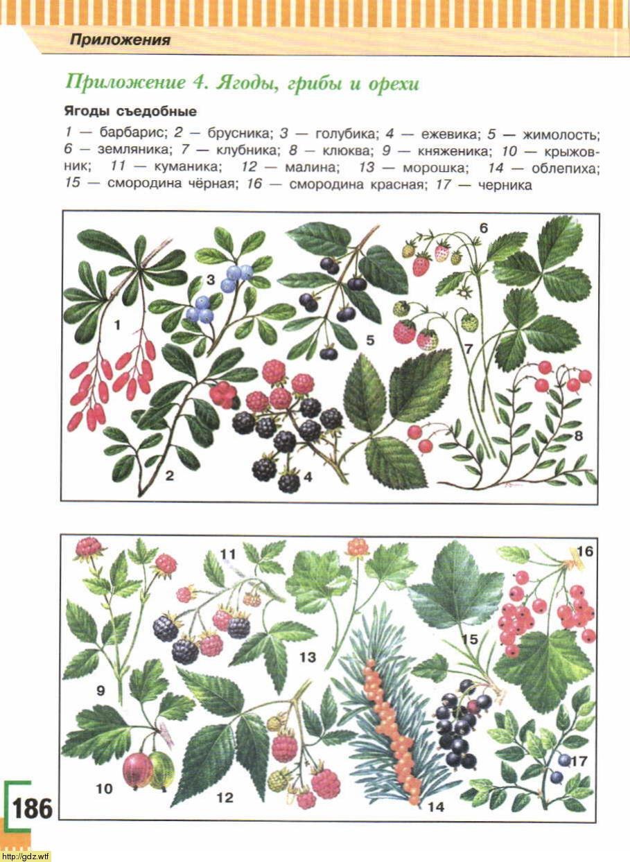 Костяника ягода