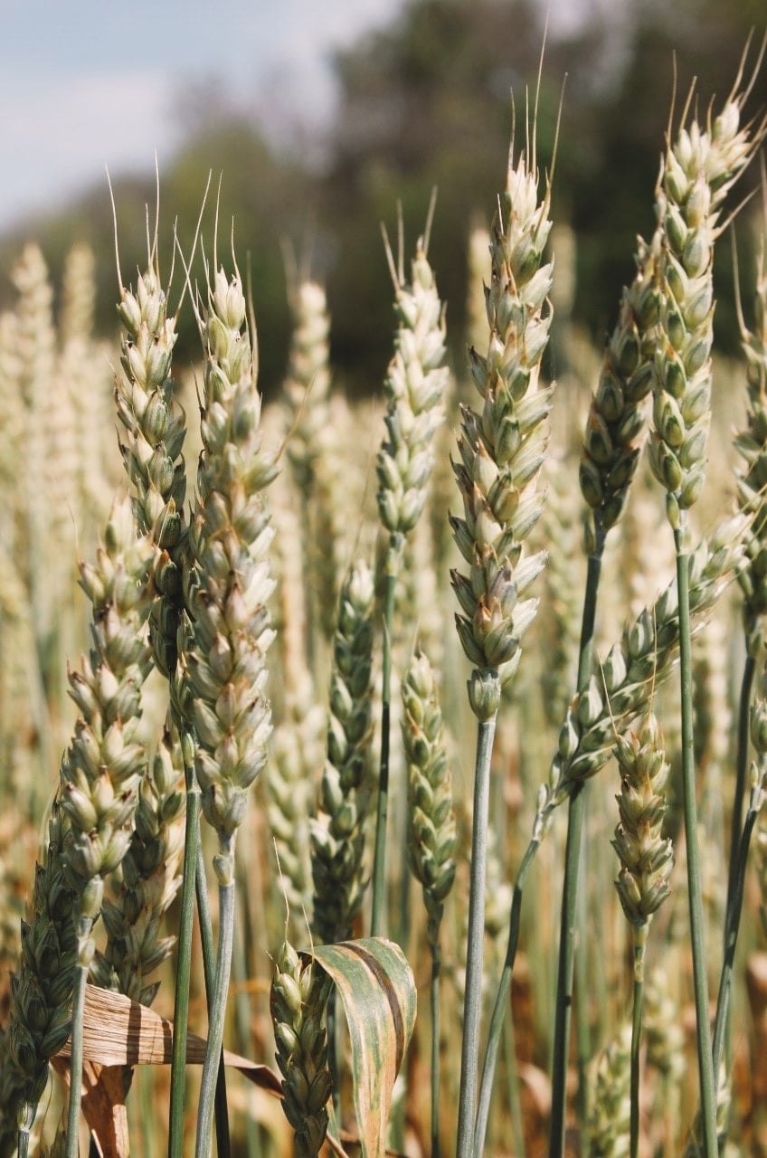 Сорт пшеницы Безостая 1