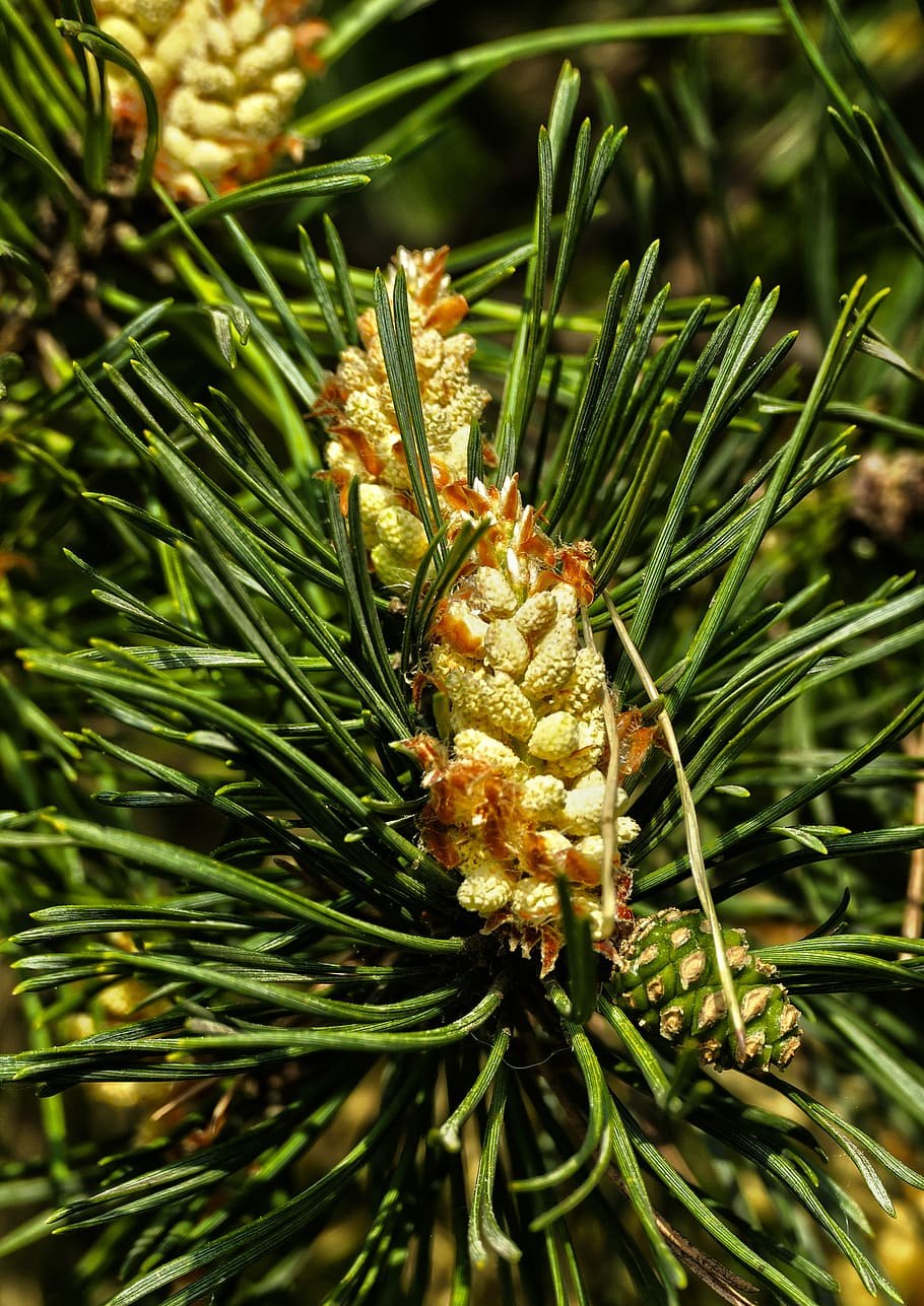 Сосна Сибирская (Pinus Sylvestris)