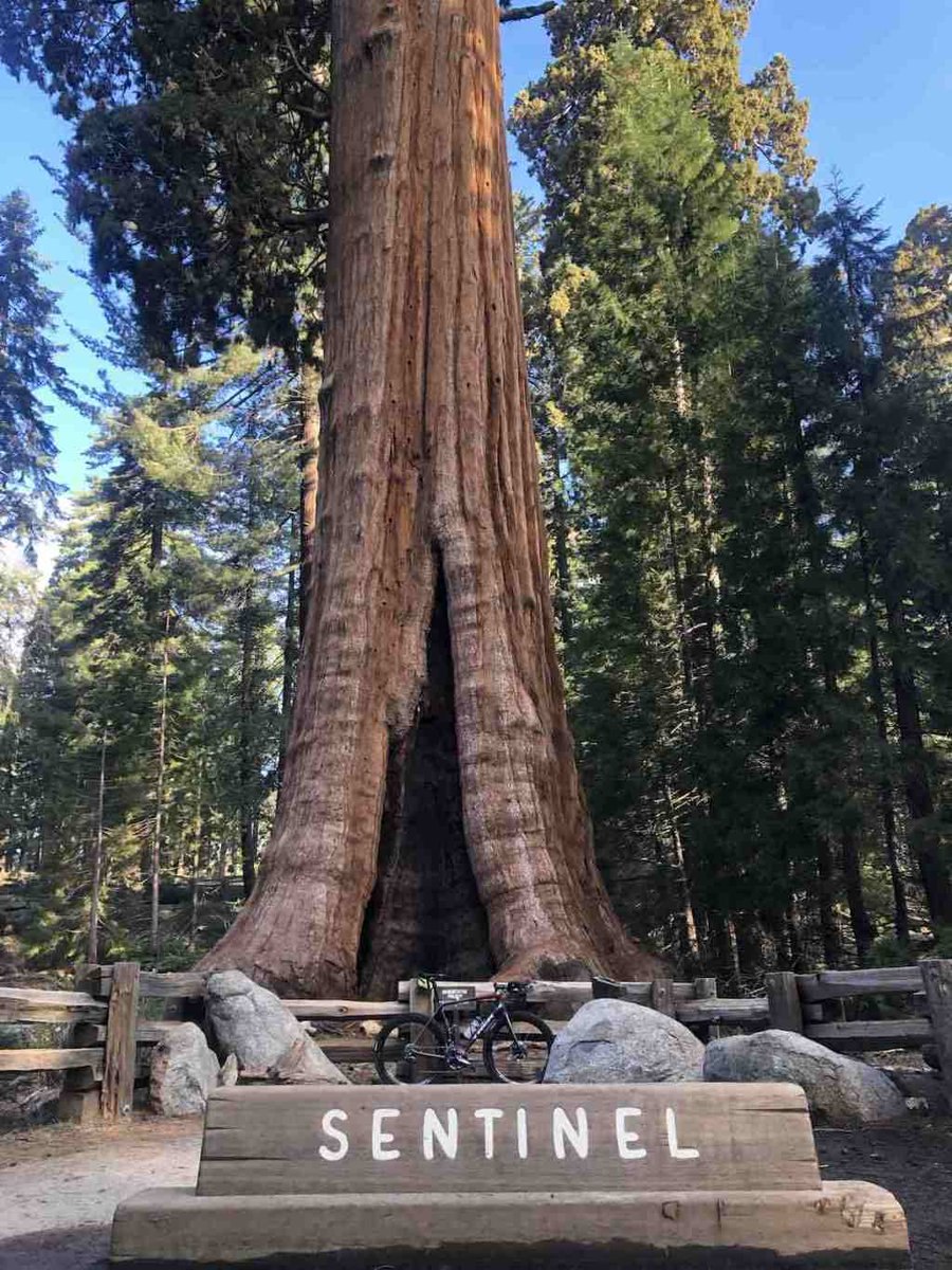 Тайга Северной Америки Секвойя