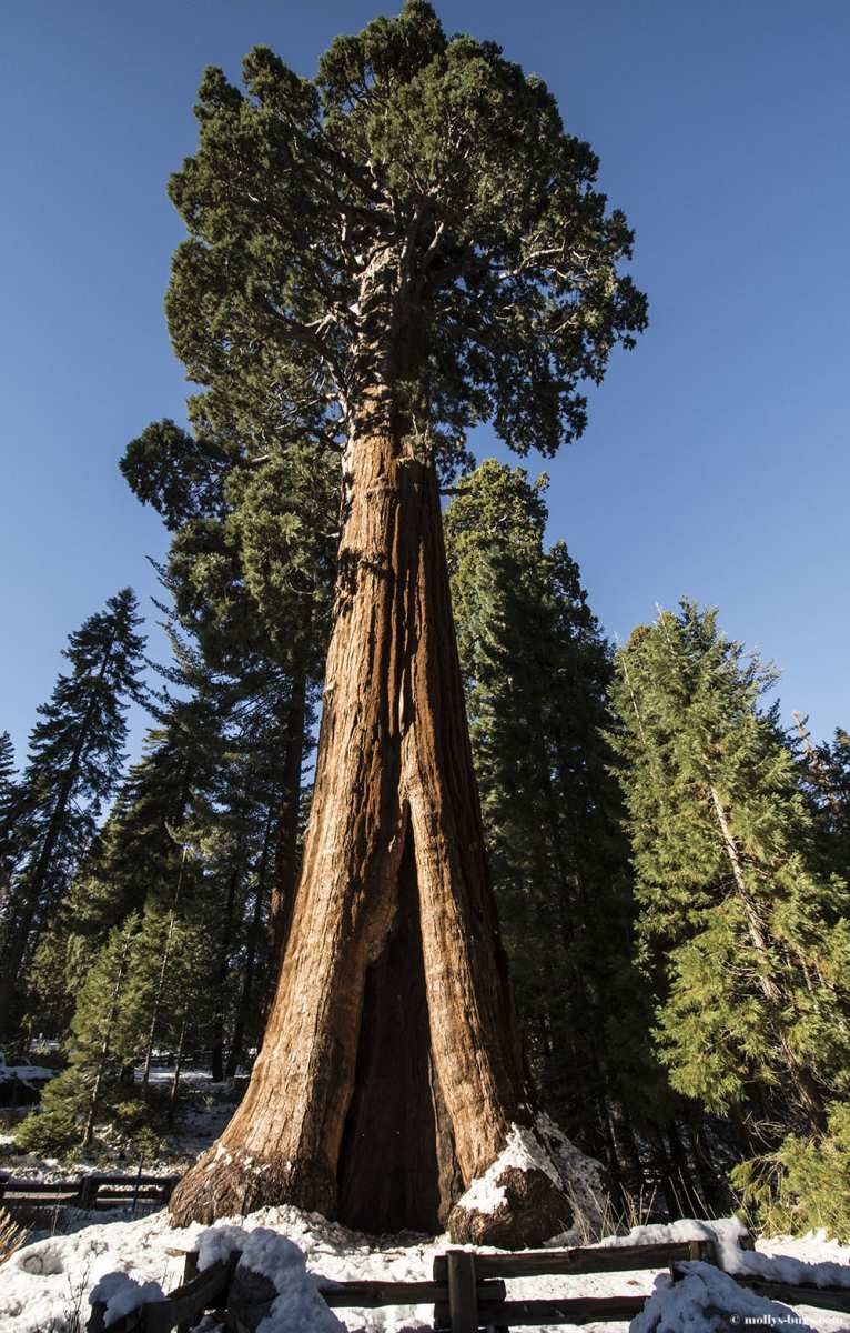 Калифорнийская Секвойя Гиперион