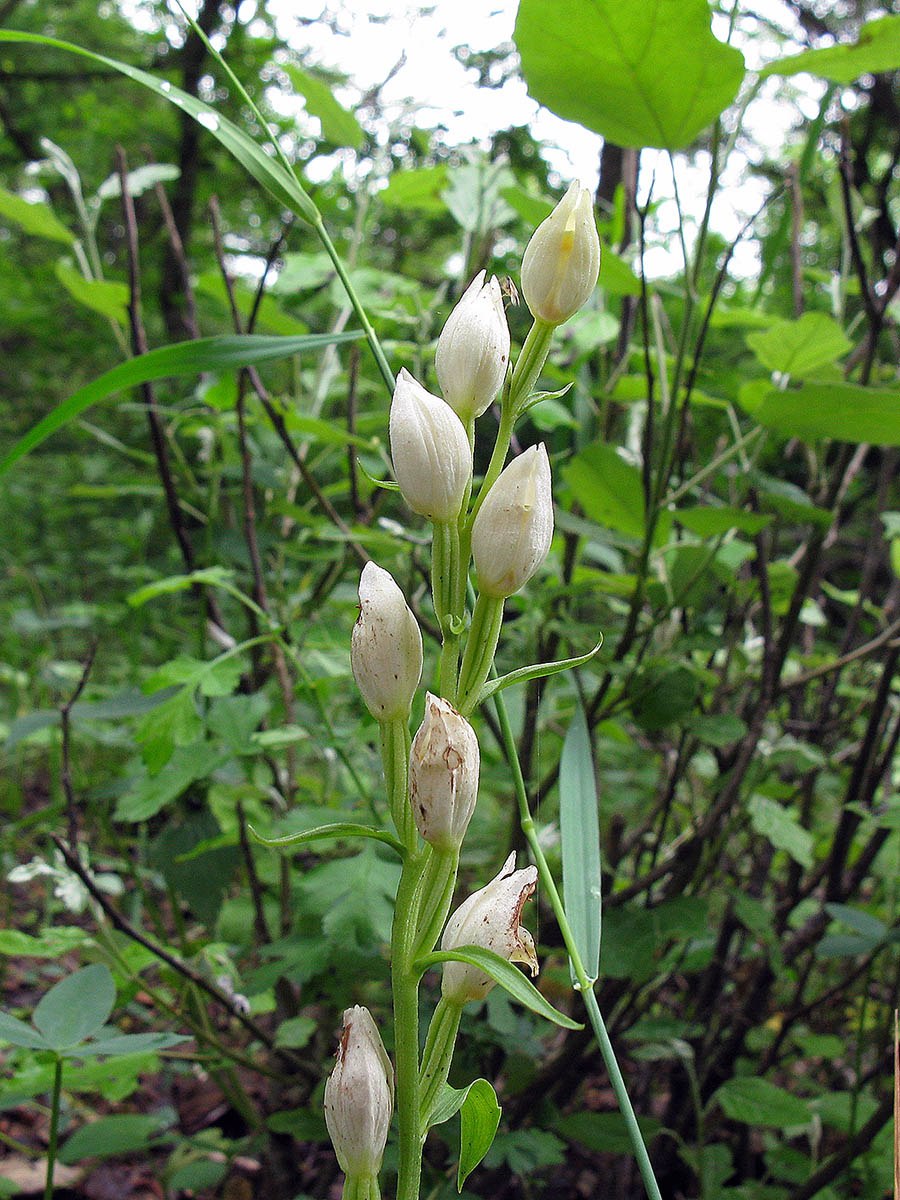 Cephalanthera damasonium