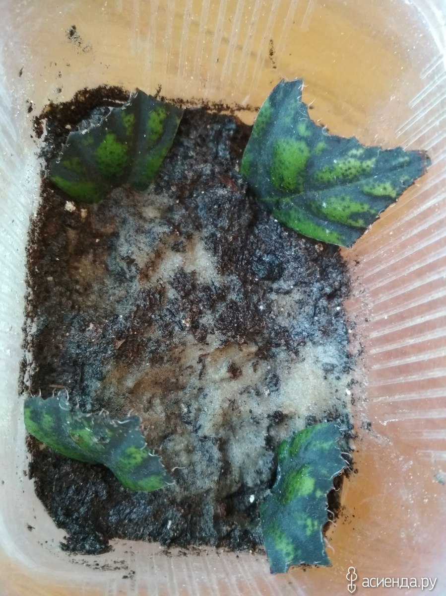 Бегония вечноцветущая черенок