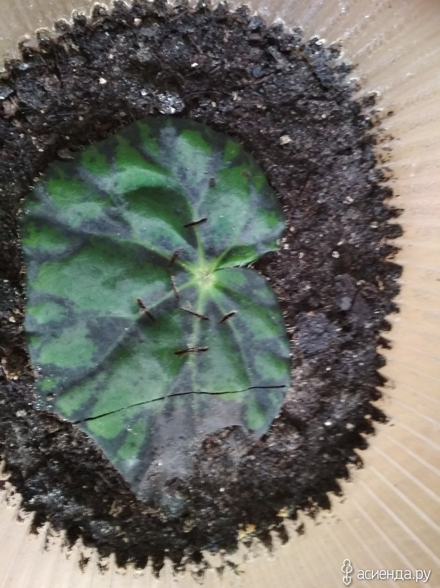 Бегония клубневая ростки