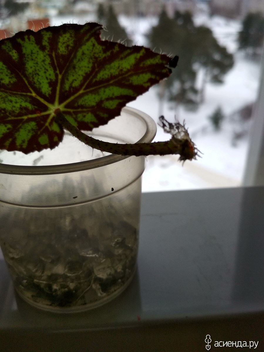 Бегония тигровая черенок