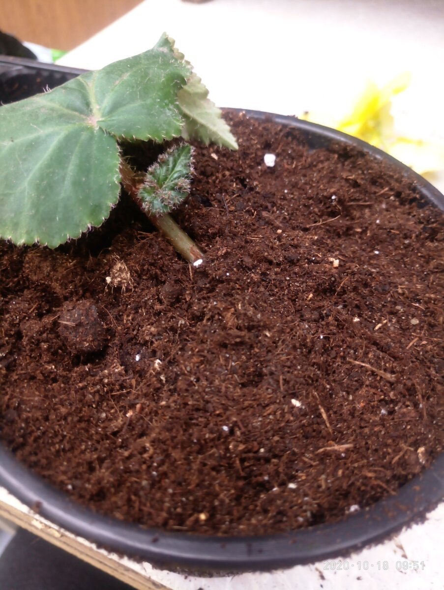 Бегония Pseudophyllomaniaca