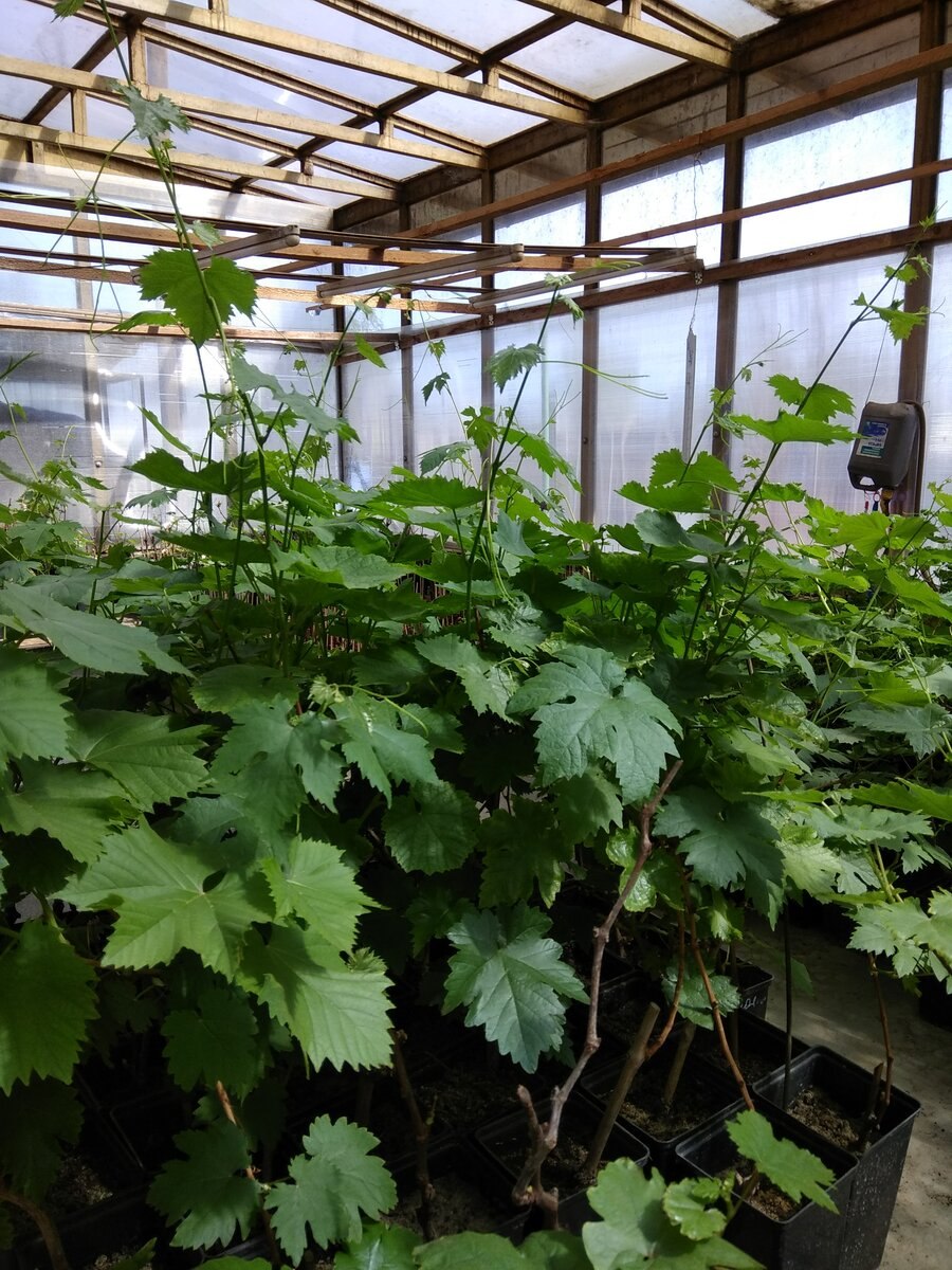 Неукорененные черенки от селекты