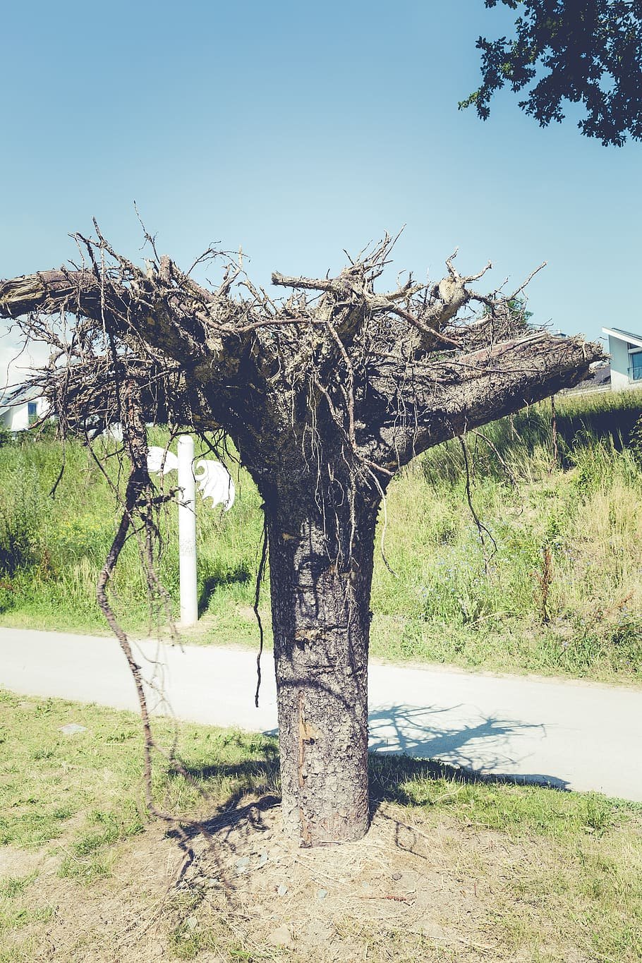 Иван Андреевич Крылов листы и корни