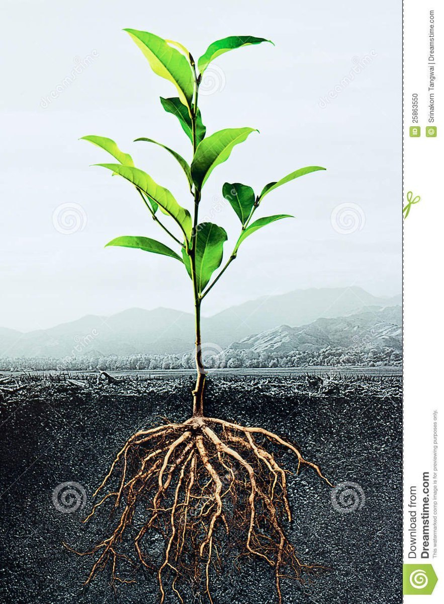 Проросток с корешком