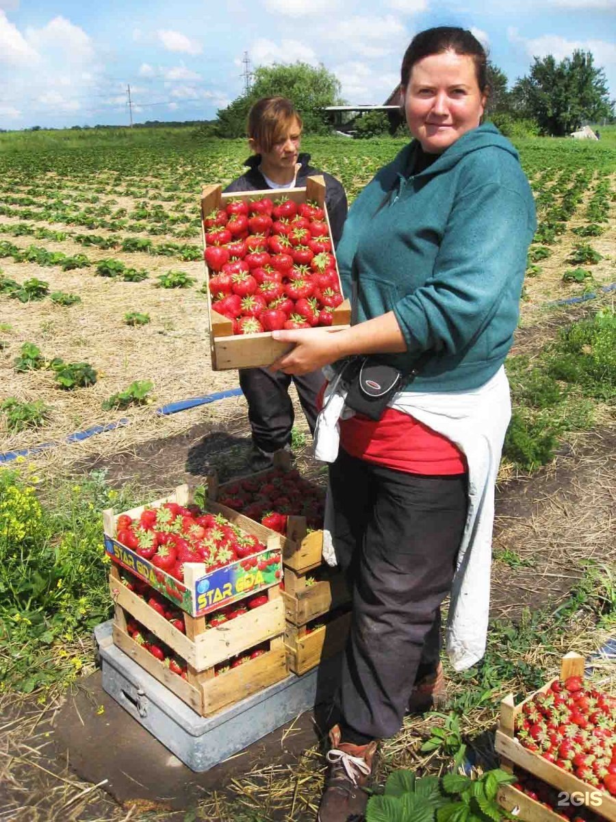 Плодопитомник поселок школьный Прокопьевский район