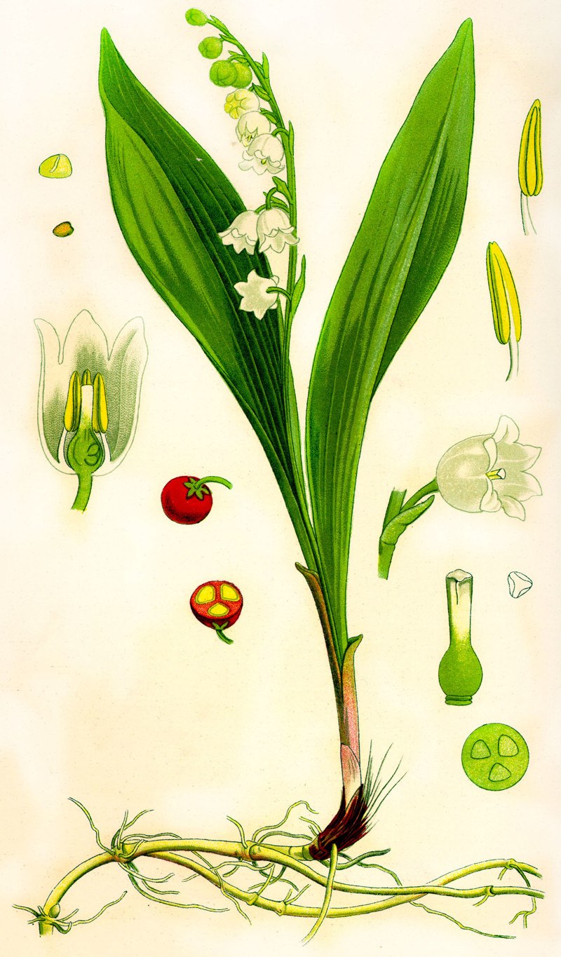 Ландыш Майский листья