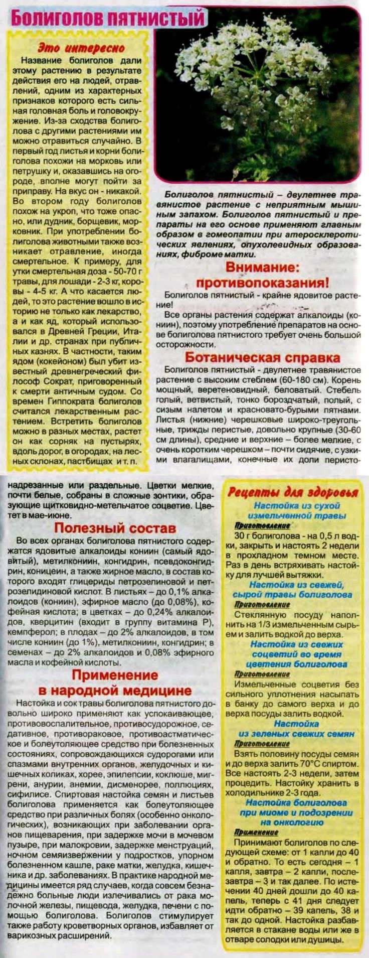 Прием болиголова