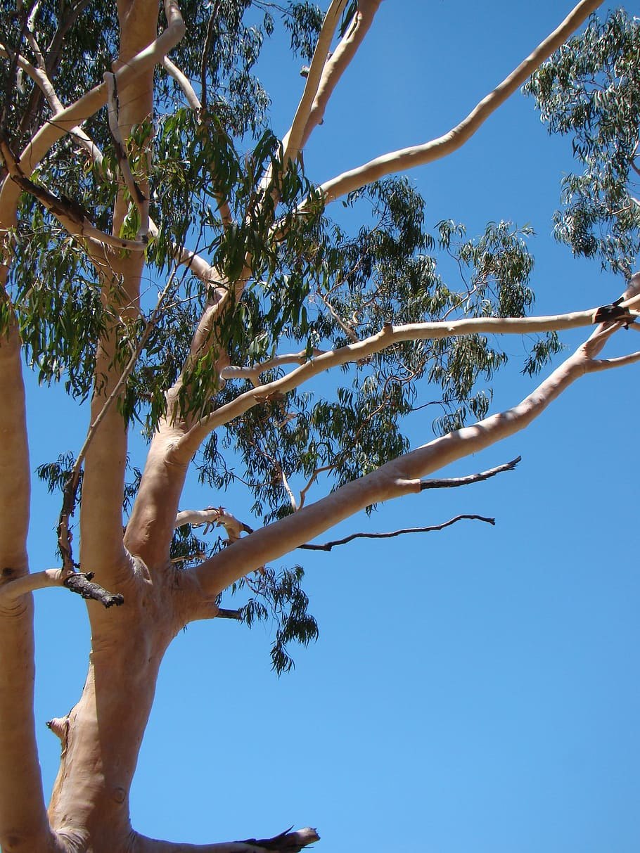 Эвкалипт macrocarpa