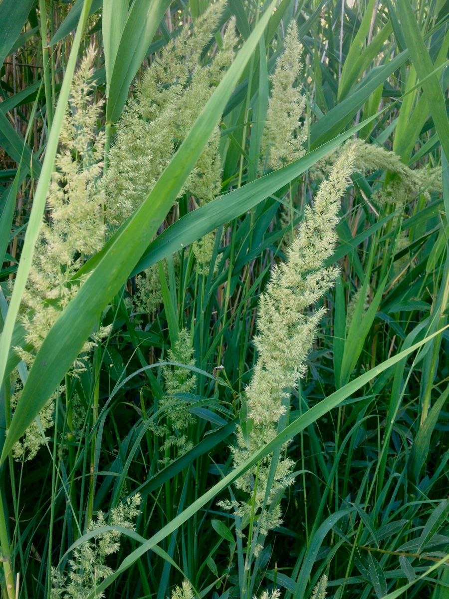 Сусак зонтичный Bútomus umbellátus