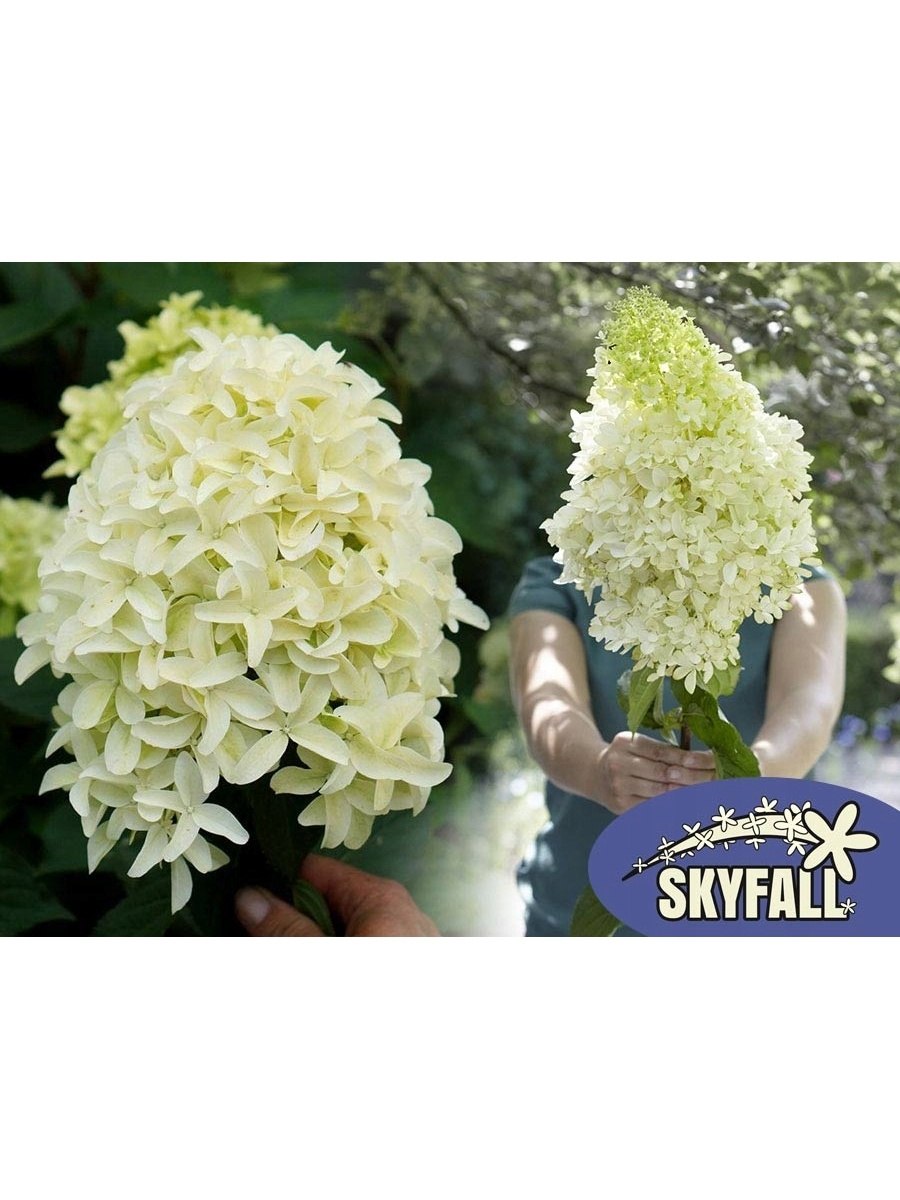 Скай фол гортензия метельчатая