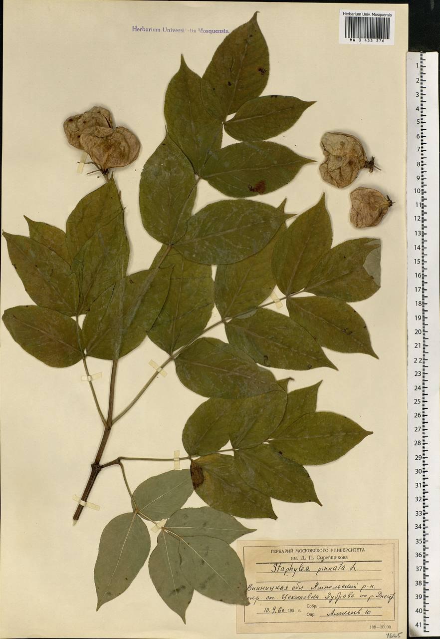 Staphylea pinnata дерево