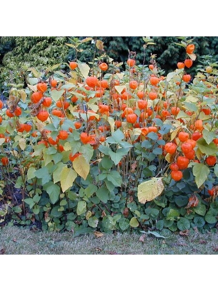 Красивые грядки с зеленью