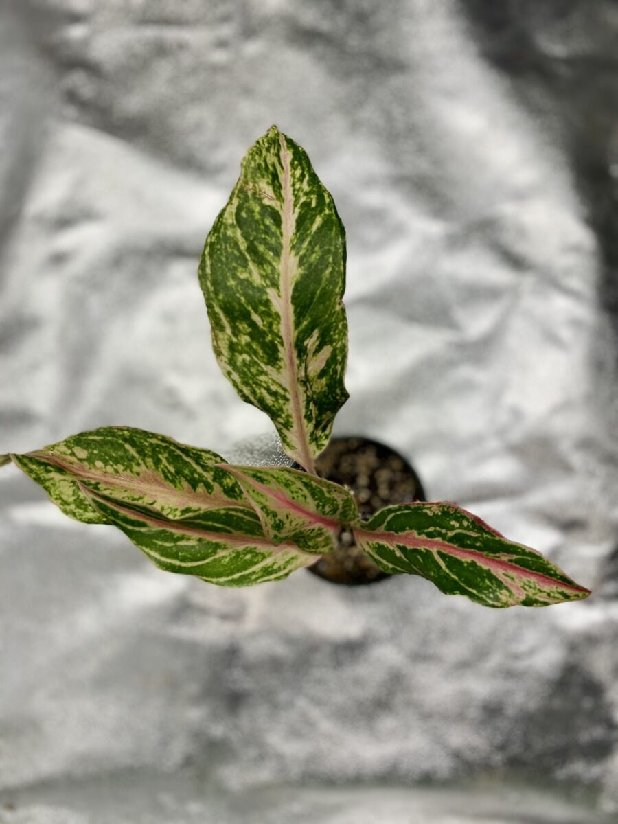 Аглаонема пинкат