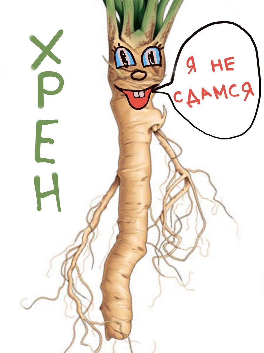 Крестоцветные растения хрен