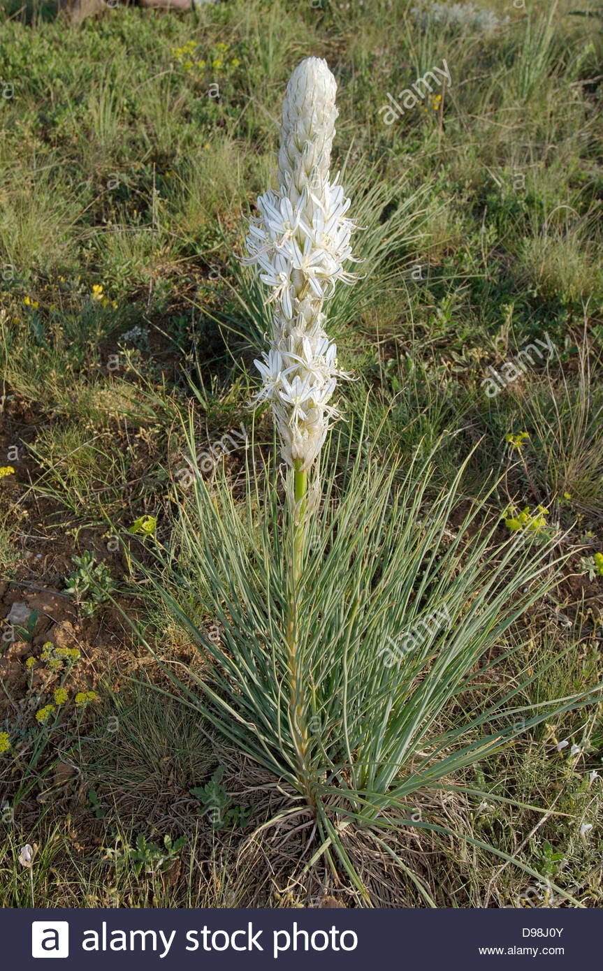Асфоделус Гарри Поттер