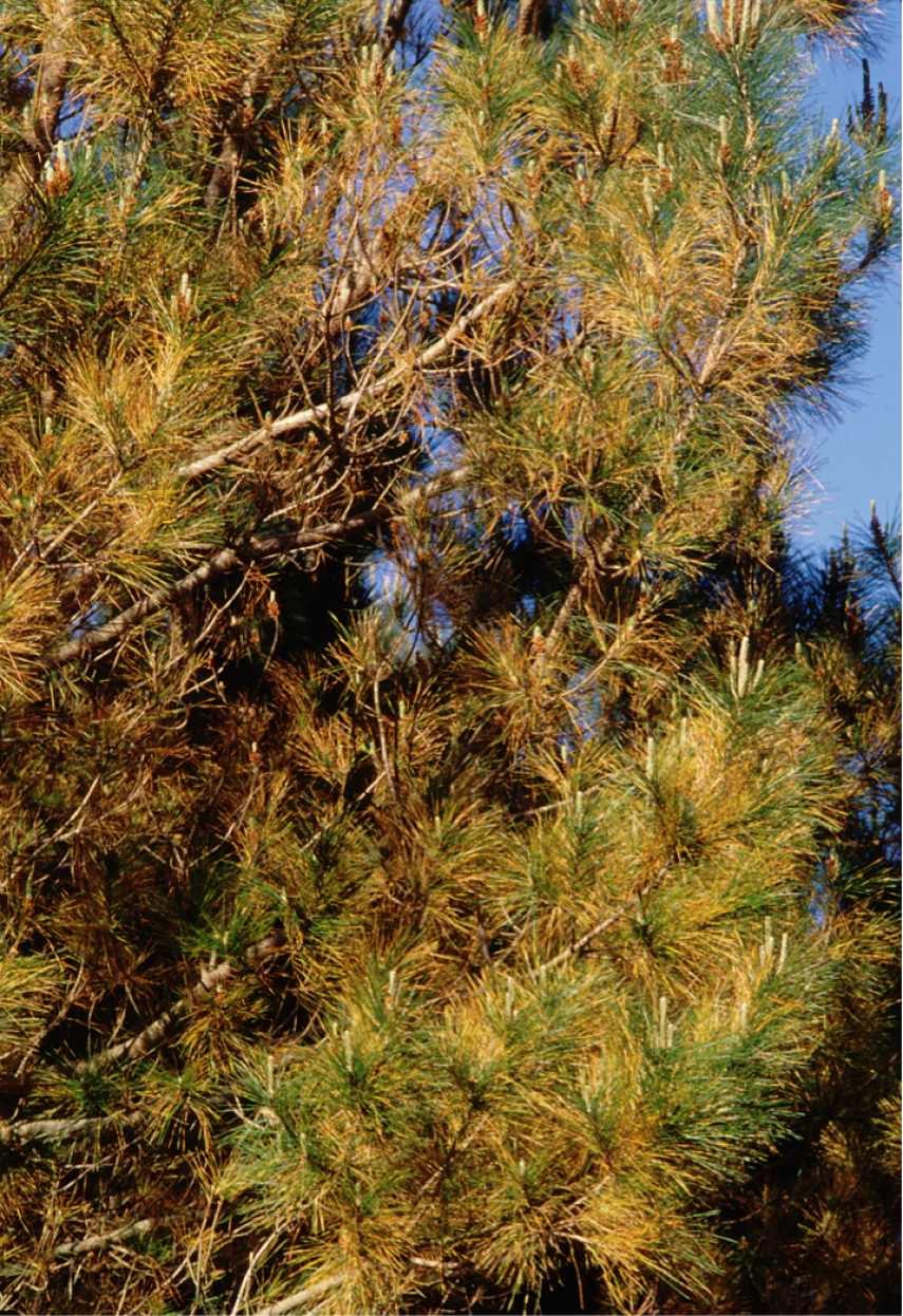 Сосна Веймутова хвоя