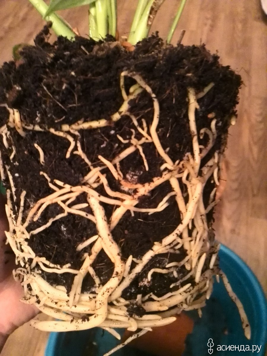 Антуриум размножение листом